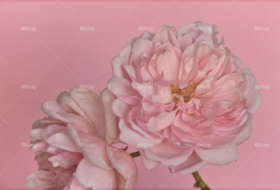 Beautiful roses on pink background 