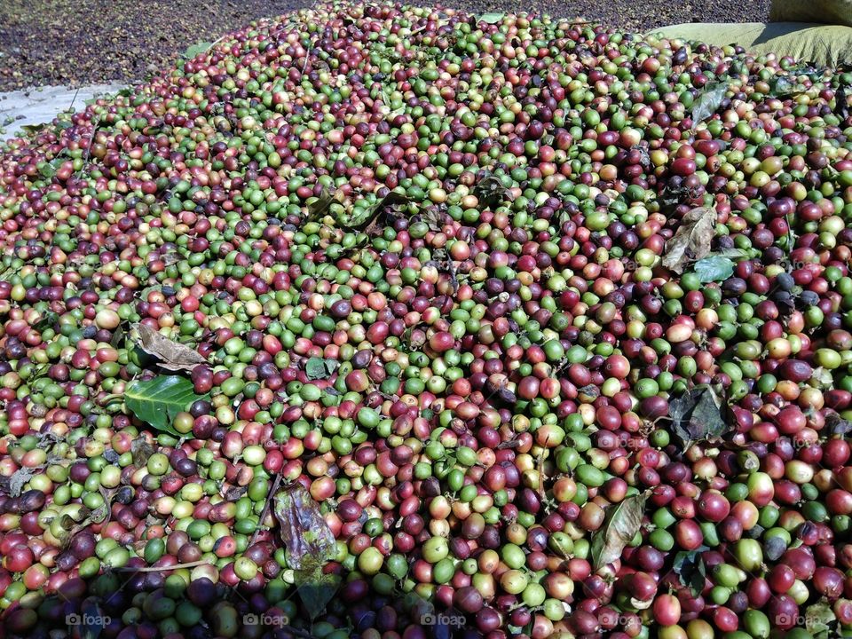 coffee bean