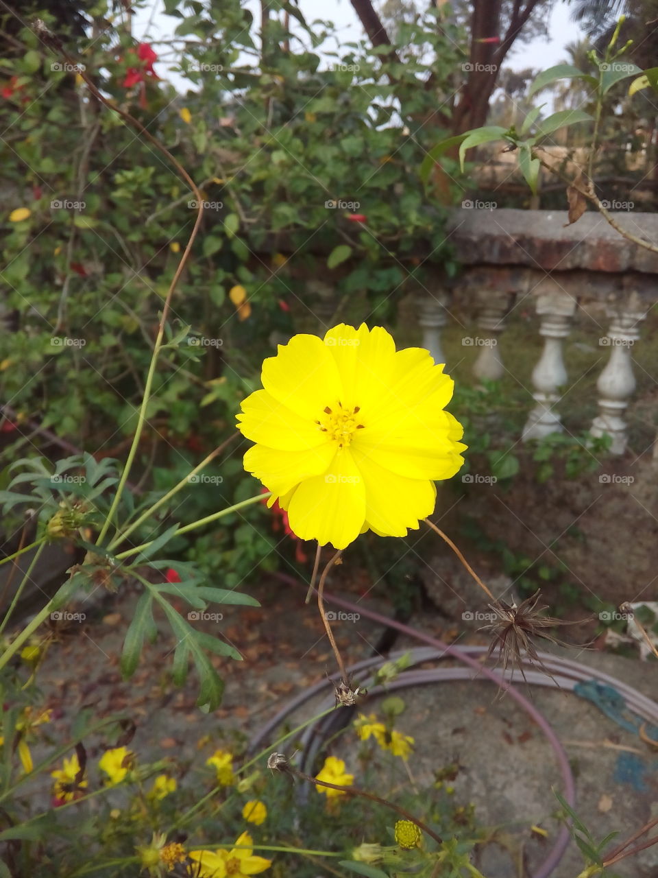 Yellow flower.