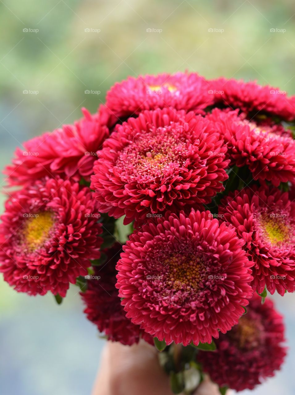 red asters flowers sign of autumn time