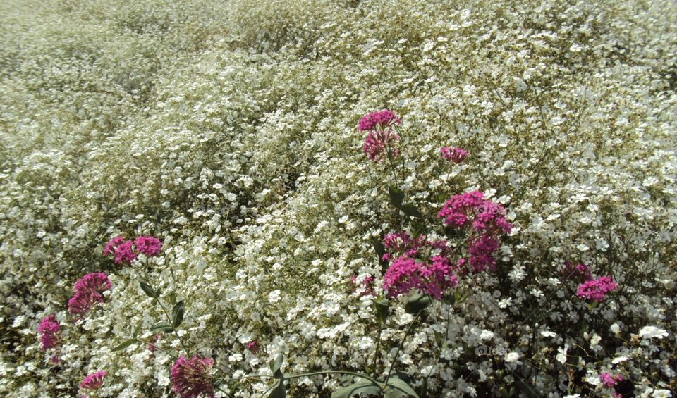 Flowers in the garden.