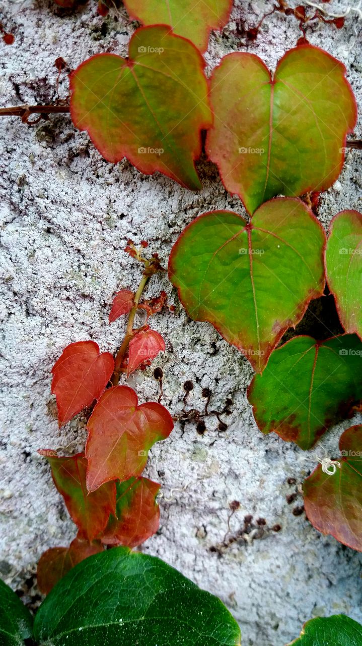 colourful fall leaves hearts