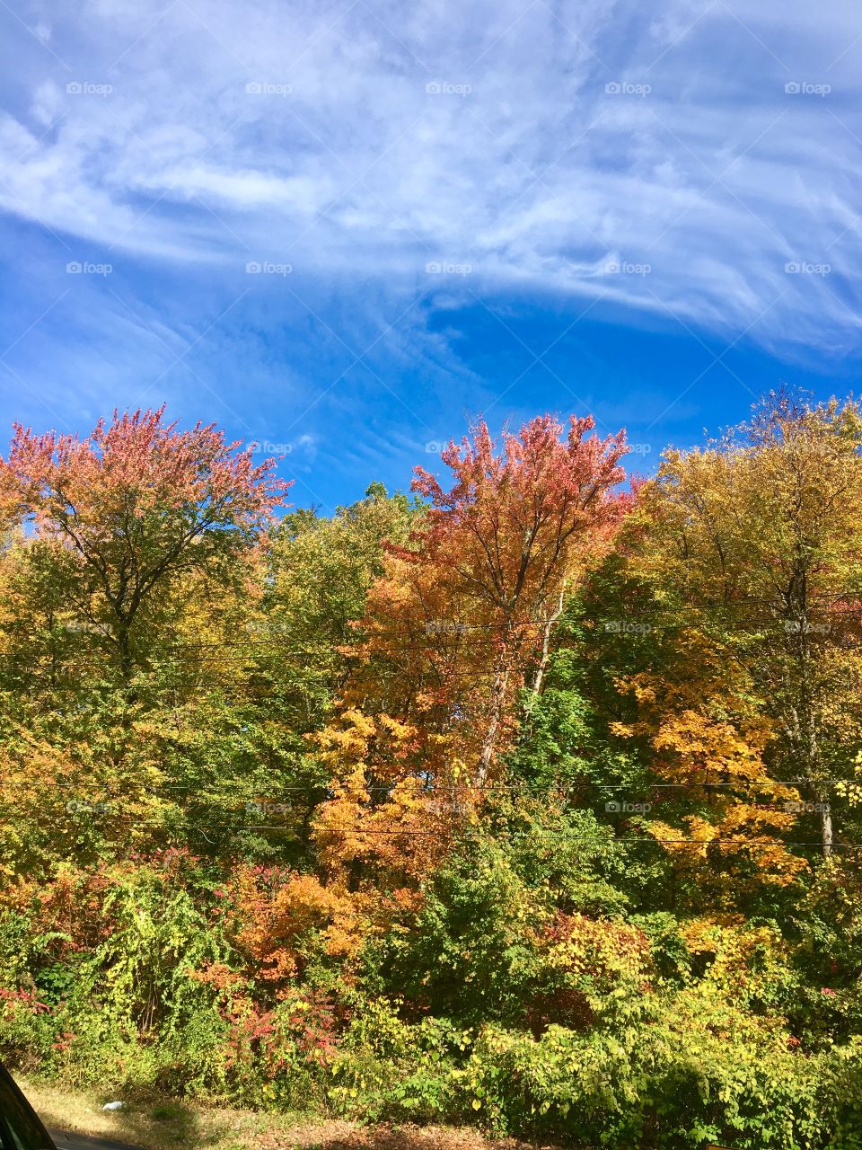 Fall in New England. Tree tops changing colors. 
