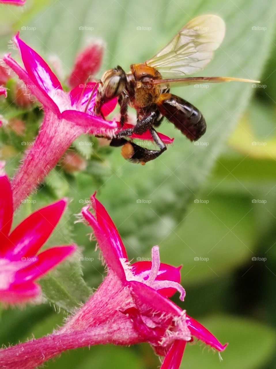Bee pollinating