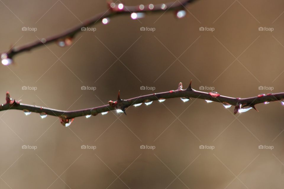 Close-up of thorn