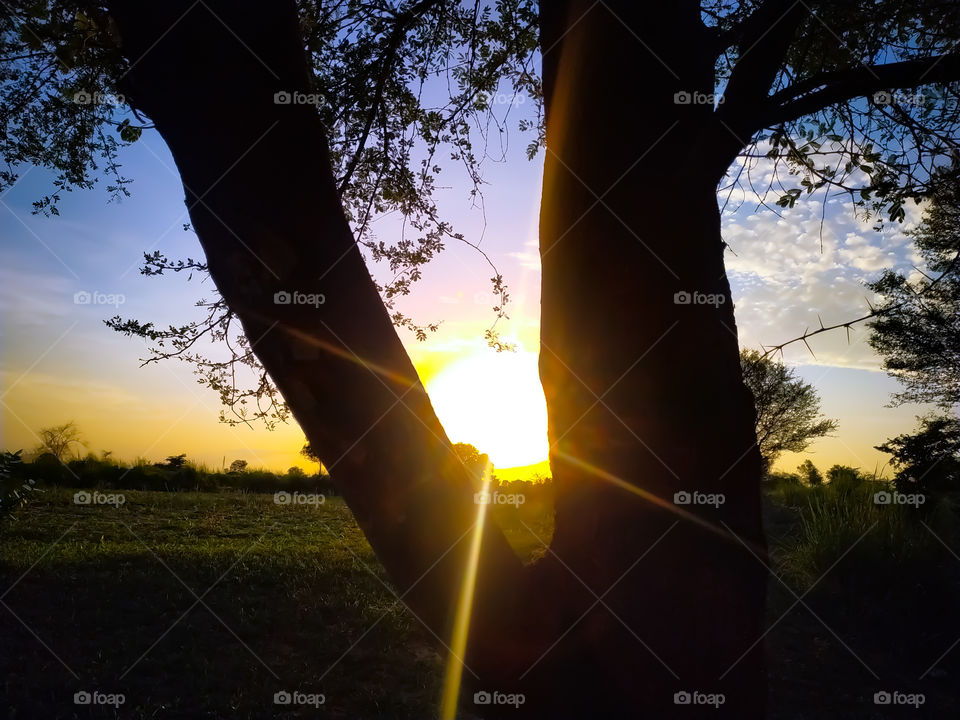 Tree with sun on its branches against light at sunset