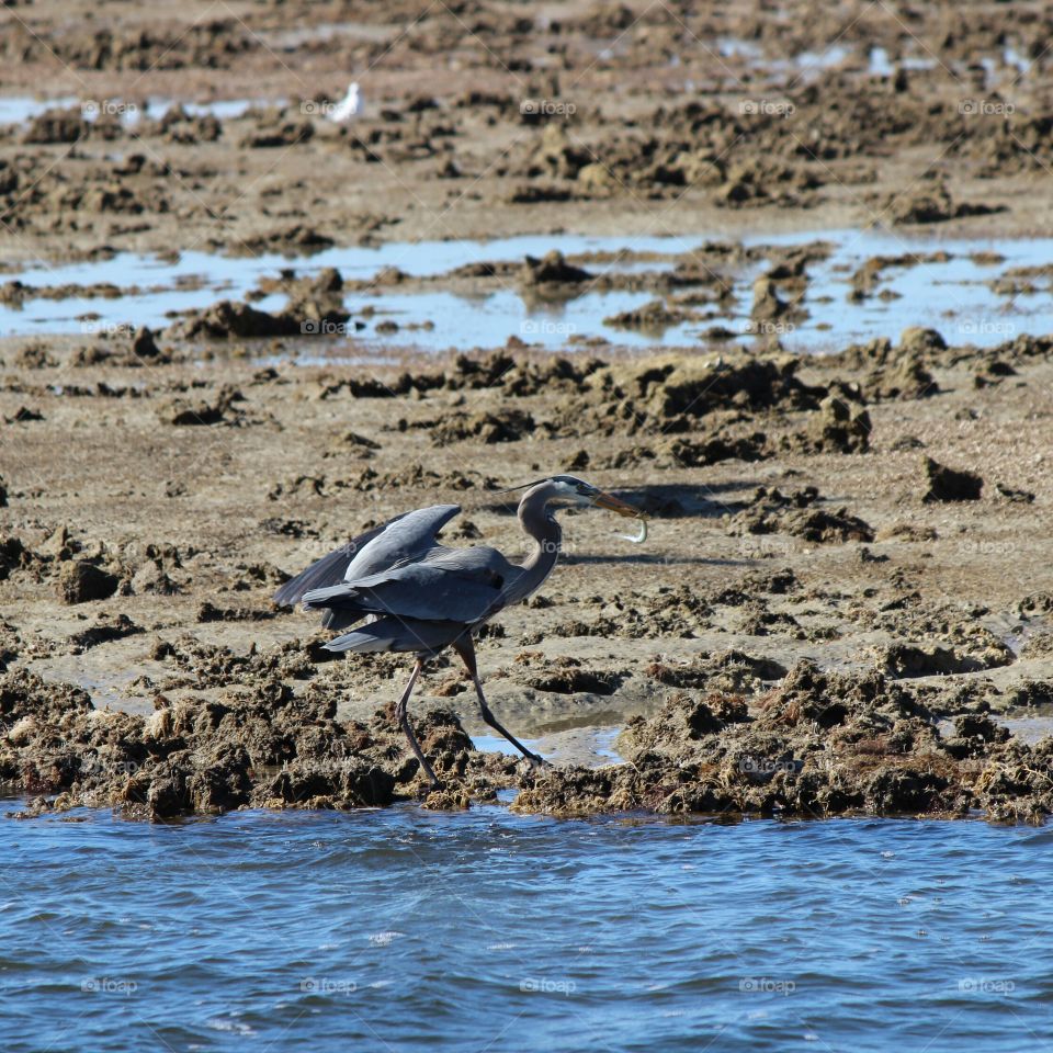 Fishing in low tide