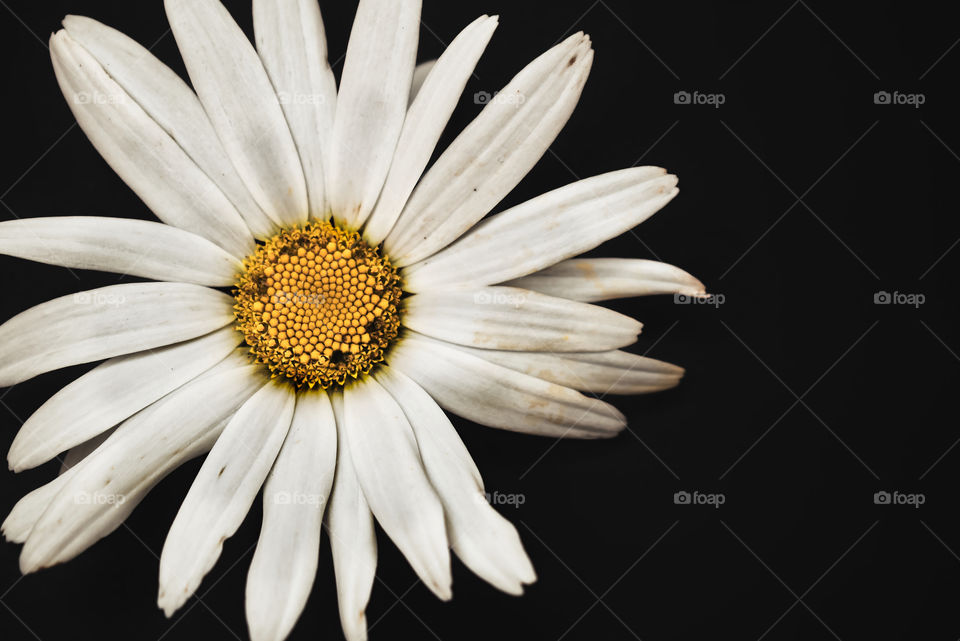 Delicate flower on a black background