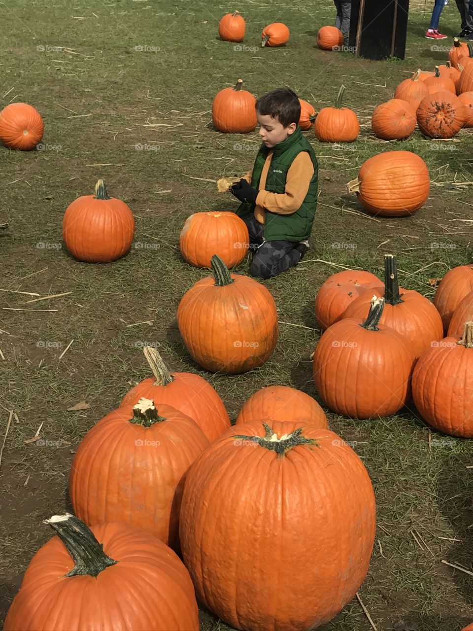 Pumpkin patch 