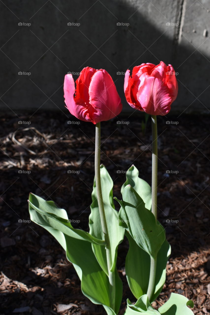 Shining Tulips for Mother's Day