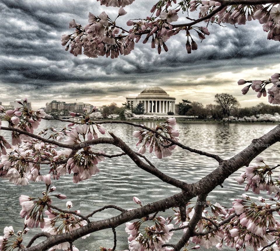 Cherry blossom in DC