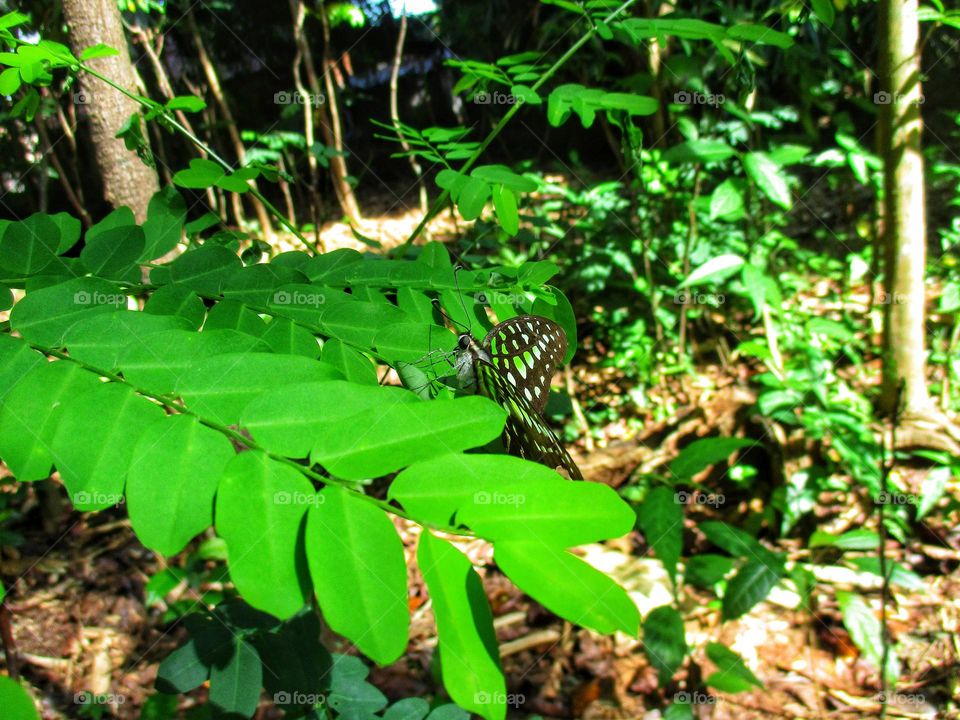 Beautiful butterfly perched on the leaf