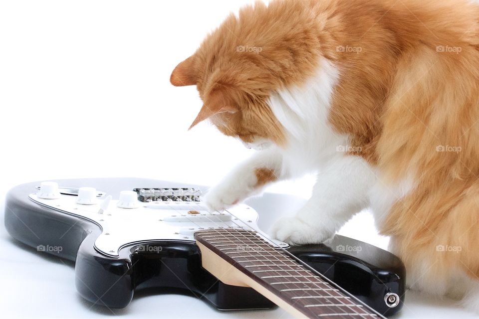 Cat plays guitar 