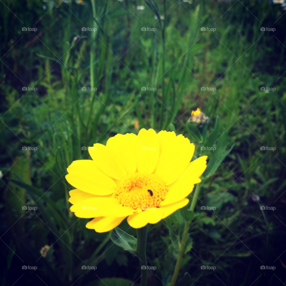 yellow plants flower bug by calleg