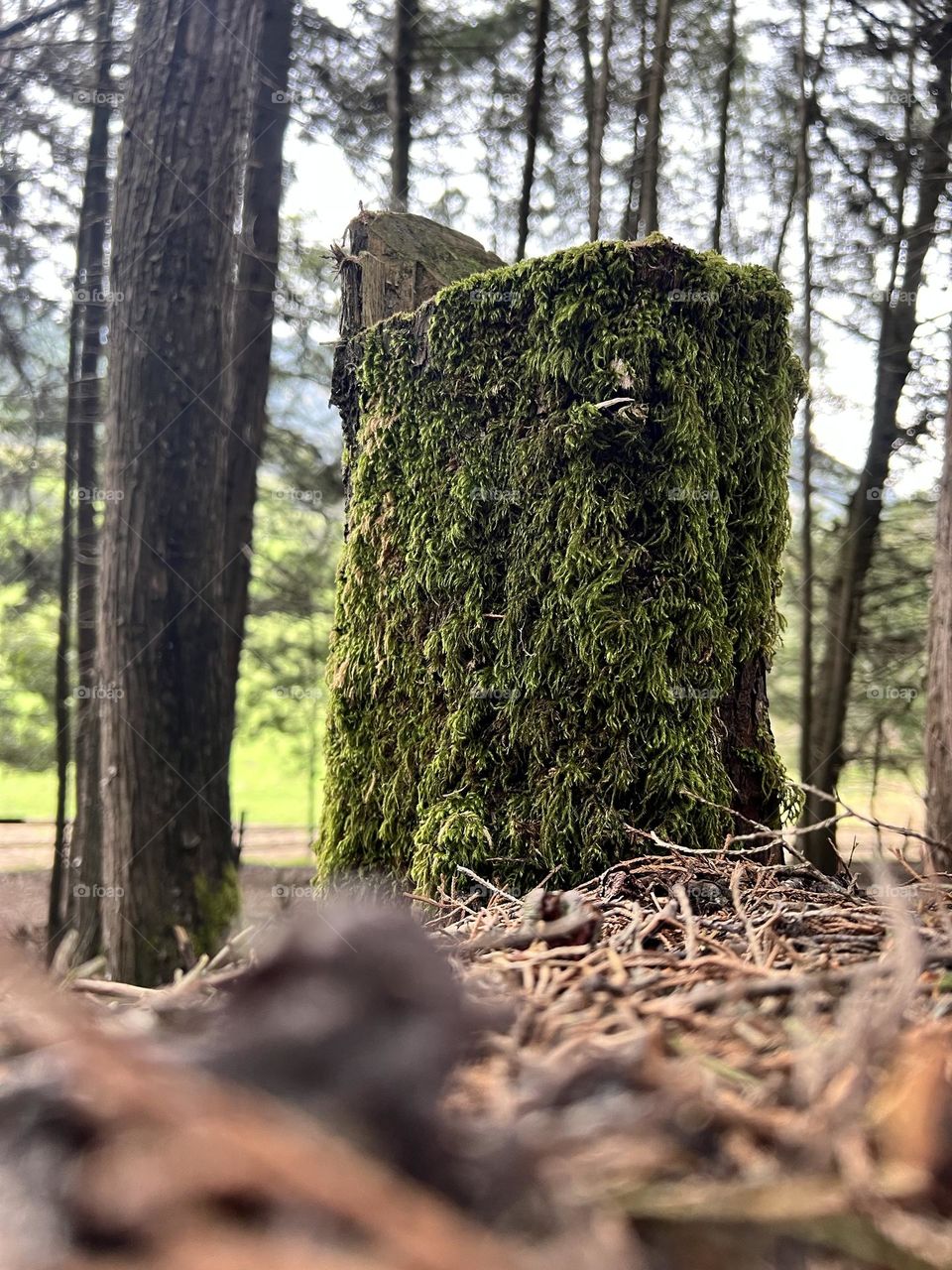 Moos-covered Trunk 