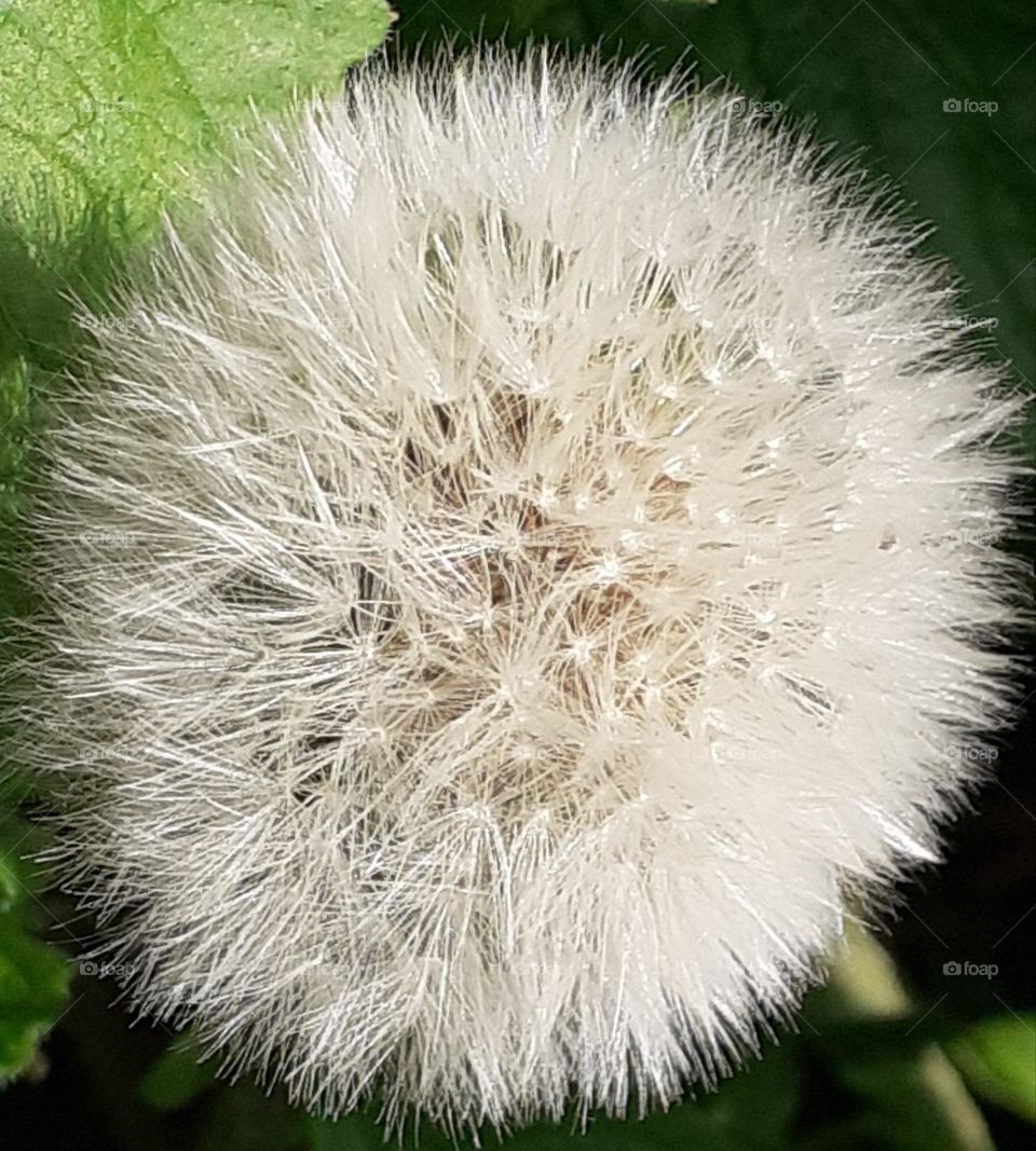 dandelion löwenzahn
