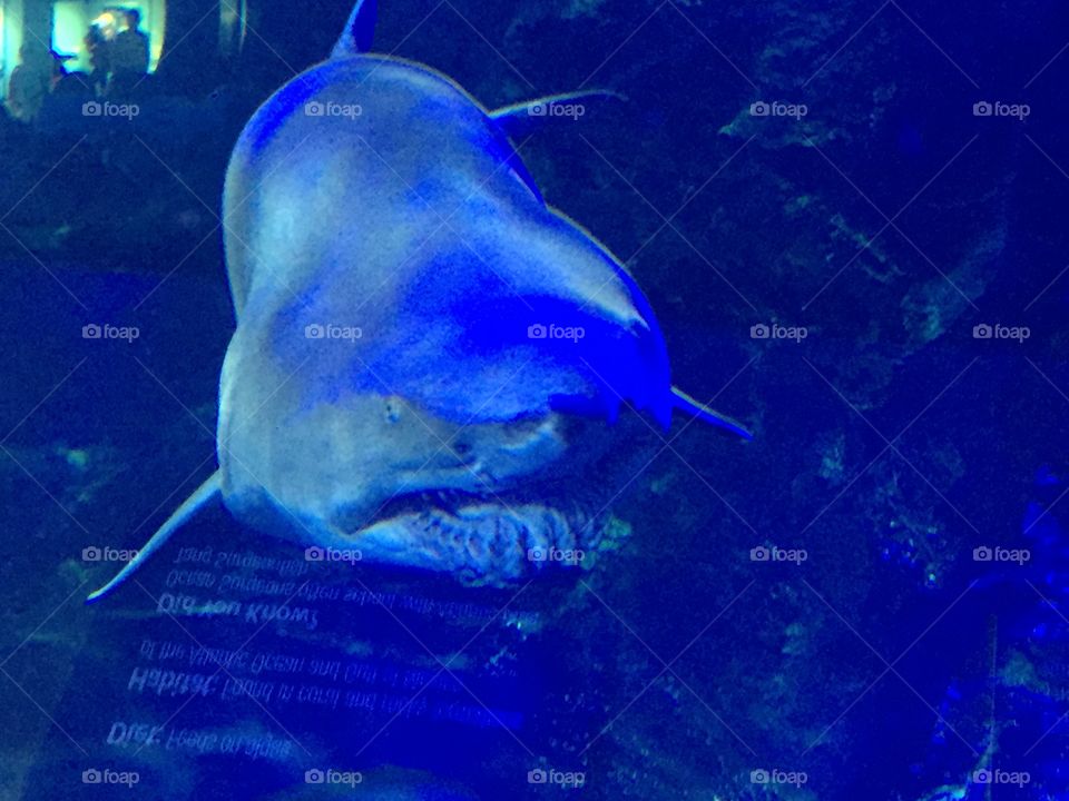 Facing a shark head on as it glides through a tank at an aquarium.