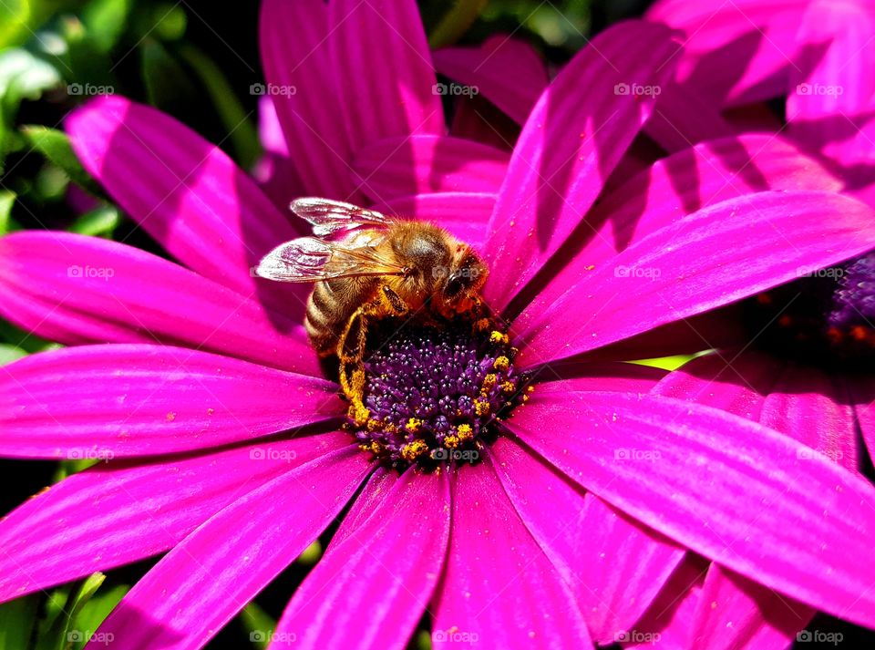 bee collecting pollen in a pink flower in spring