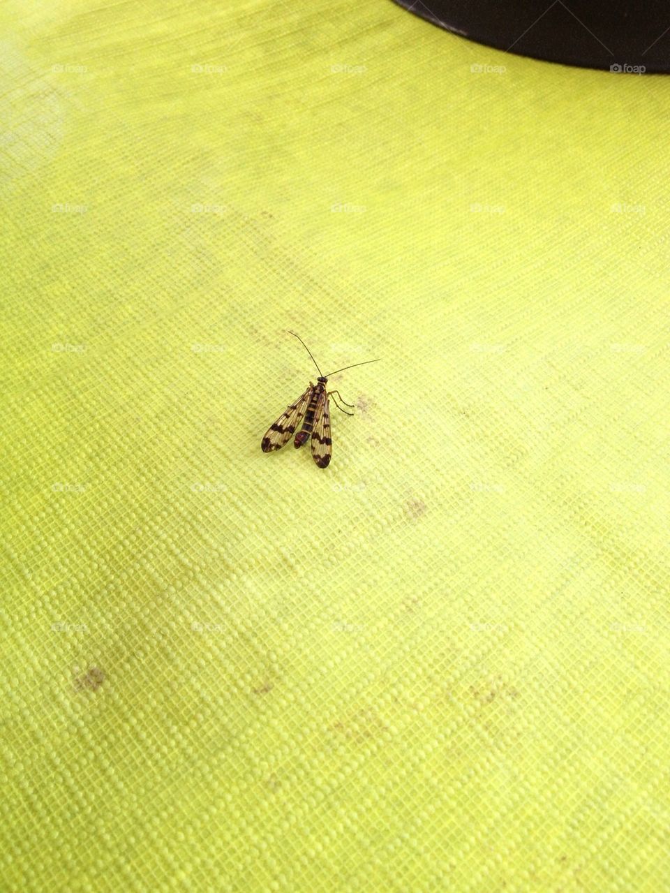 Insect on table.