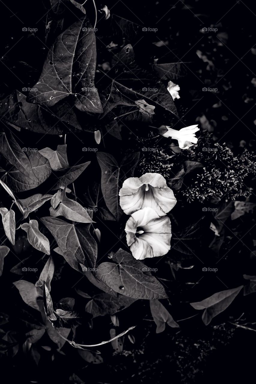 moonflower vine in high contrast black and white