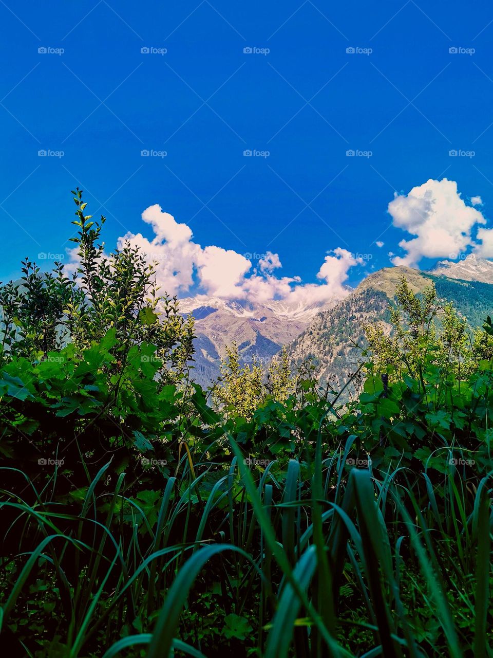 Himalayan Nature's View