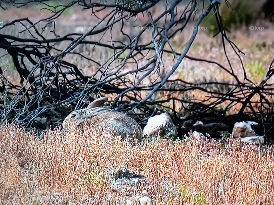 Rabbit hiding in the branches of a tree