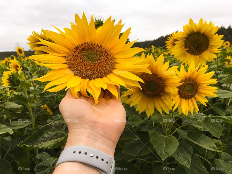 Sunflower, Summer, Nature, Flower, Flora