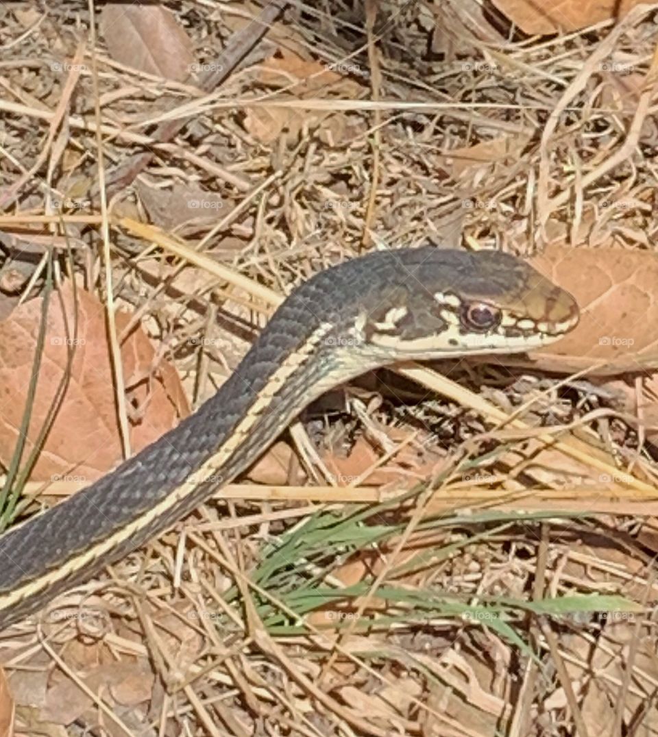 Snake on a trail