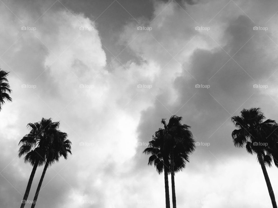 Palm trees in downtown, Milbrae on a stormy day