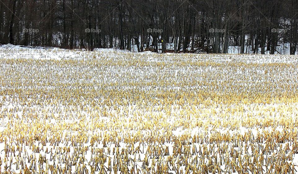 Winter Corn