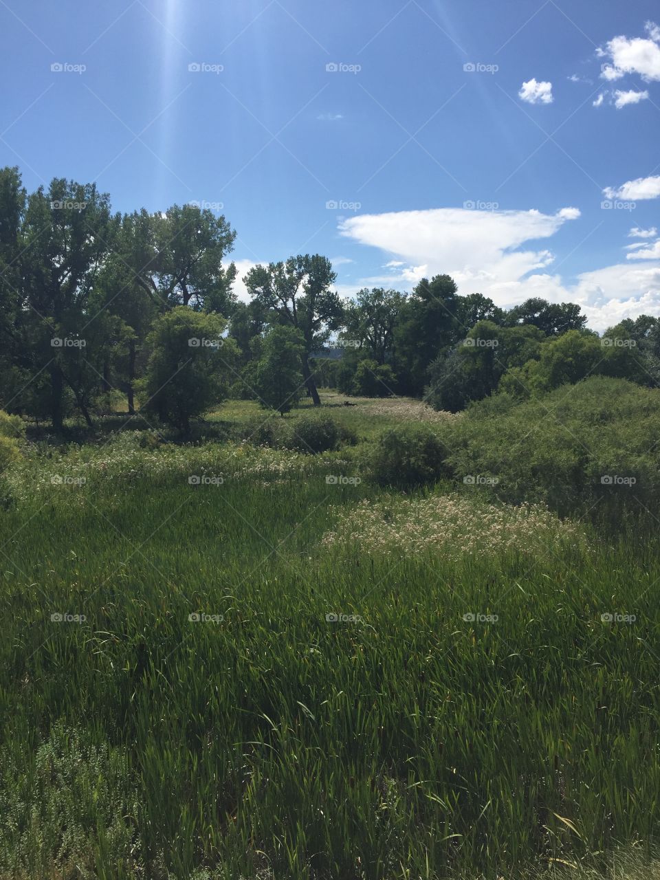 Landscape, No Person, Hayfield, Grassland, Grass