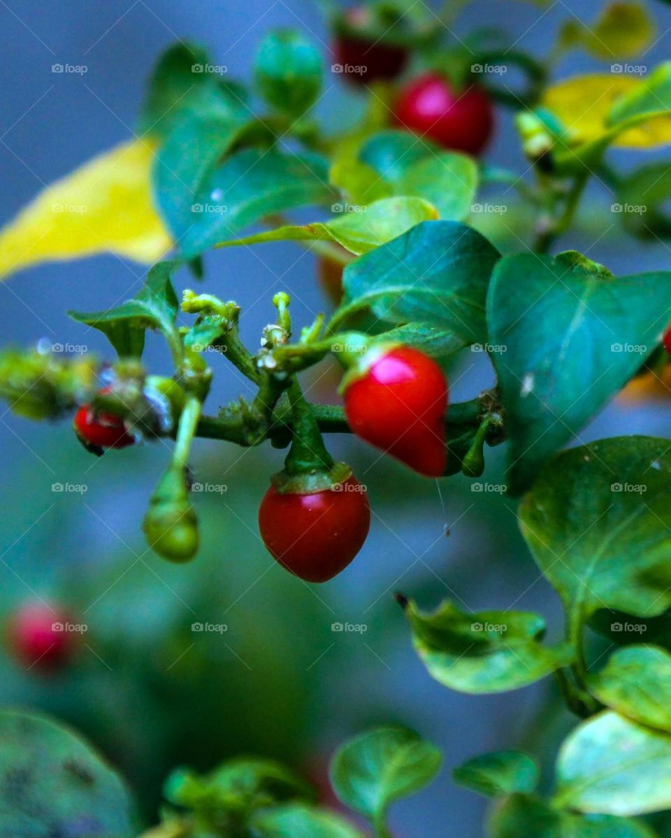 close-up of peppers growing on plant