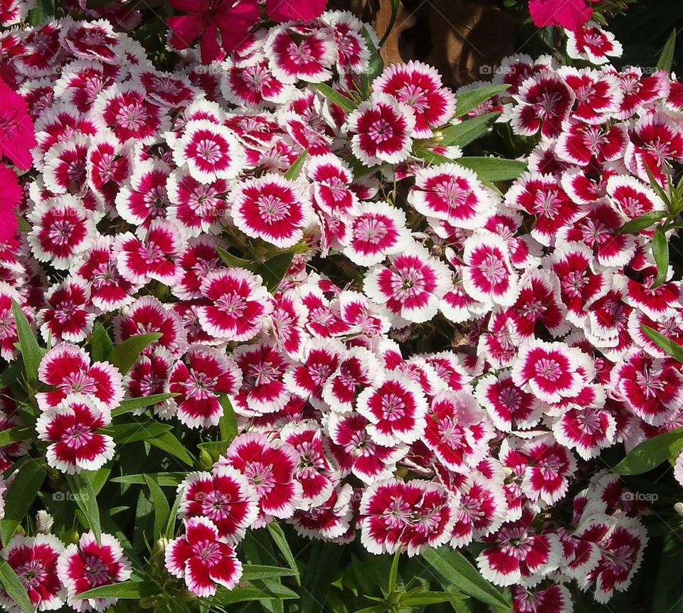 red & white pansy flowers