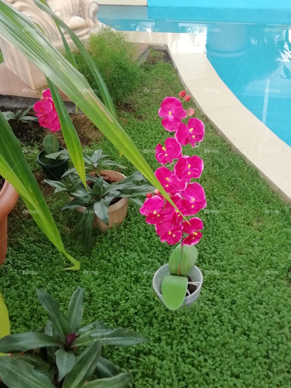 orchid in the greenhouse
