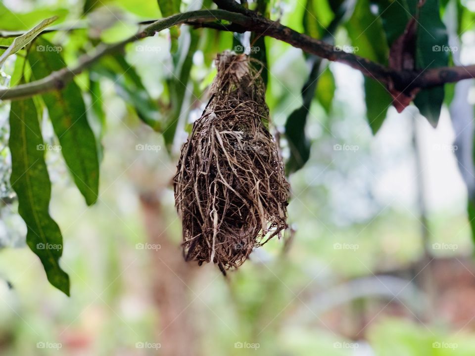 Bird's nest in mango tree 