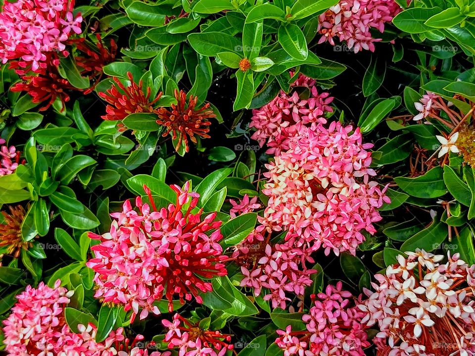 Top view of ixora flowers.