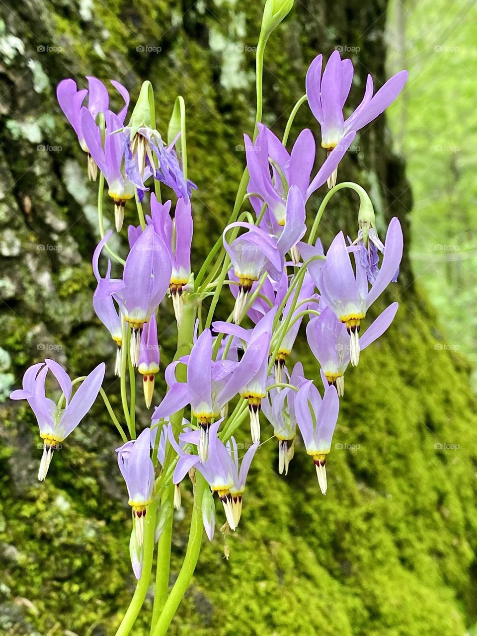A cluster of Eastern Shootingstar wildflowers against a moss covered tree