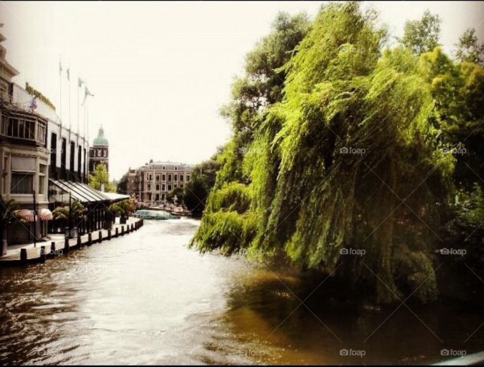 Amsterdam Willow Tree