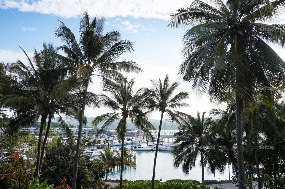 Hamilton Island Marina through some palms, Whitsundays, Australia