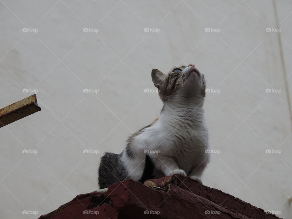 Low angle view of cat