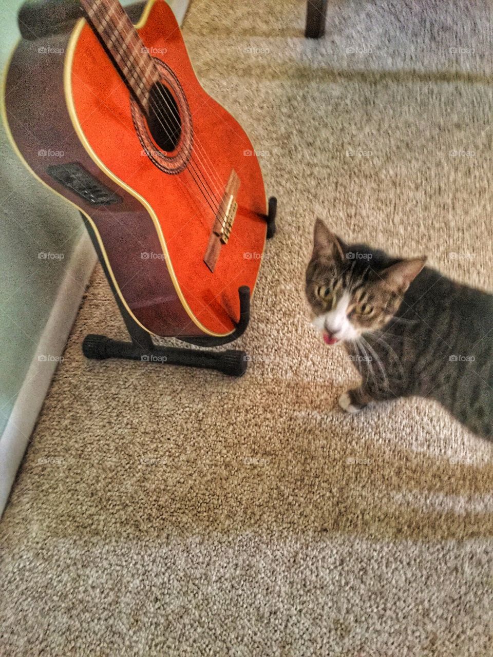 Singer Kitty. The cat was very territorial about the guitar. 