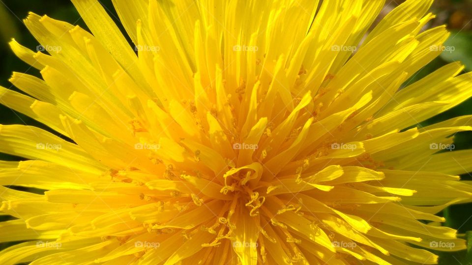 macro close-up of dandelion