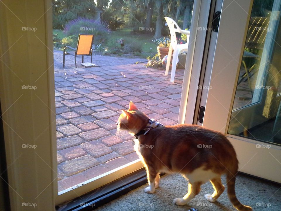 Patio Cat at Sunset