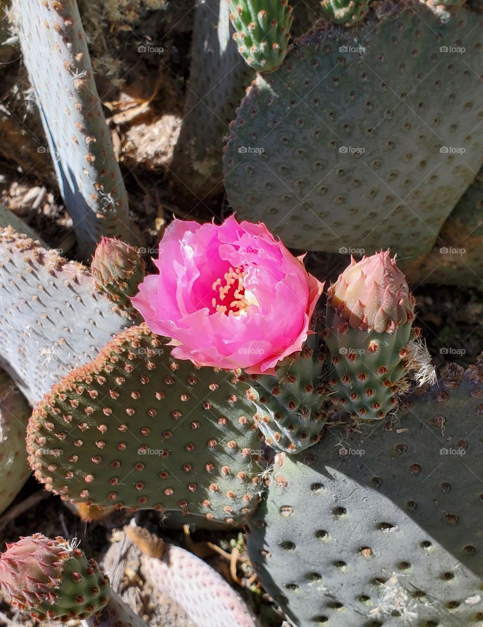 Prickly Pear Cactus in Bloom