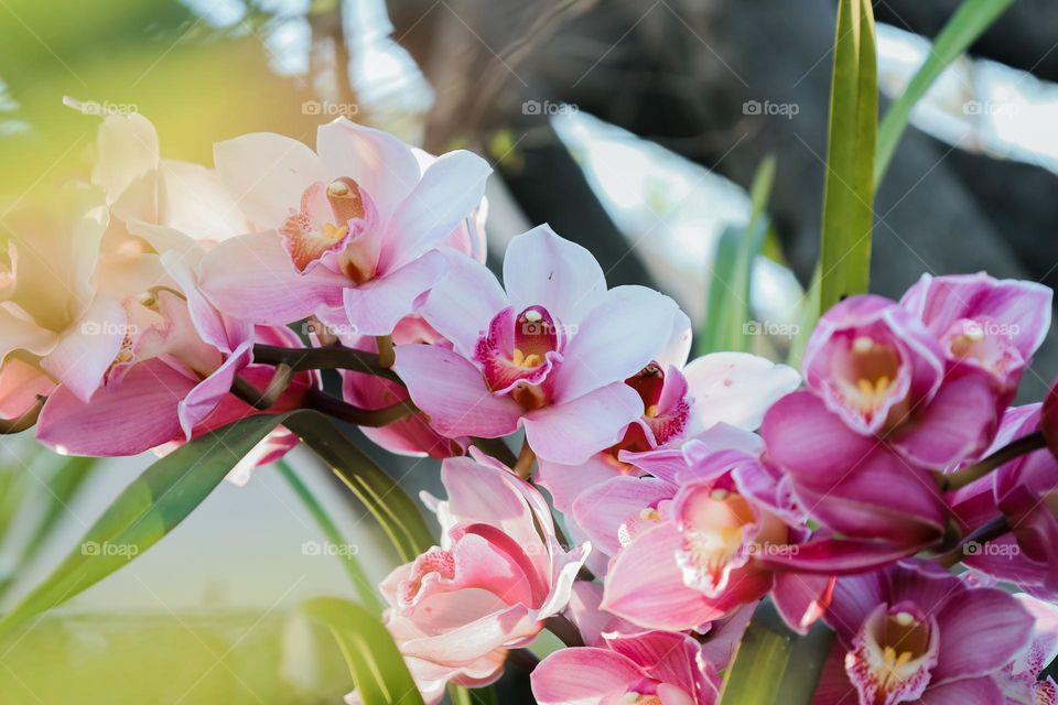 Pink orchid flower 