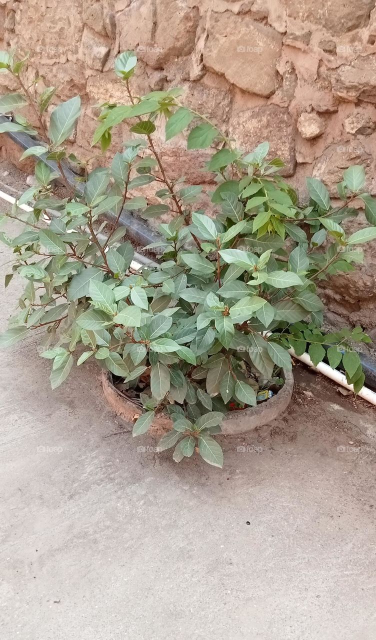 Ficus racemosa tree is very big. The trunk of this tree is white in color. Its leaves are green. 