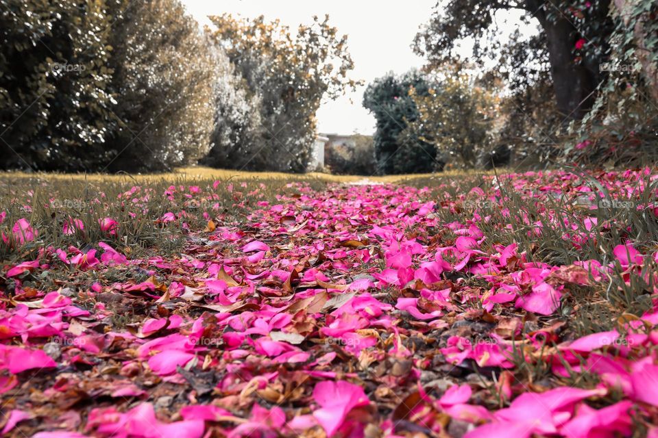 walk way filled with flowers