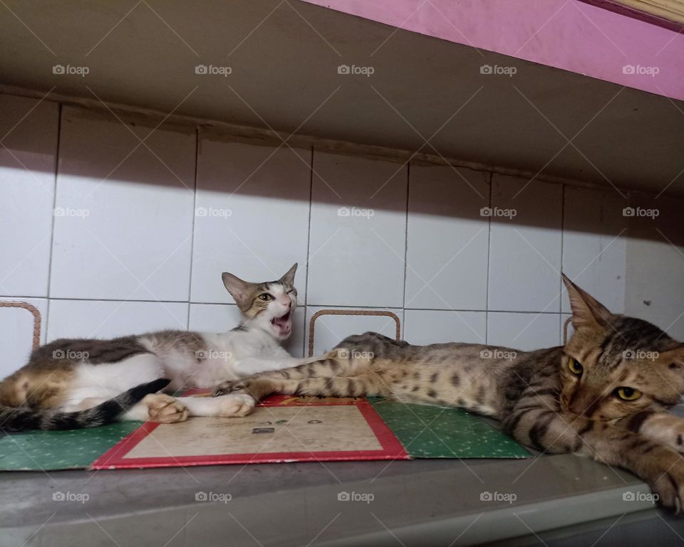 indi cats rest on the refrigerator  with a cake box under them of red and green color on it.