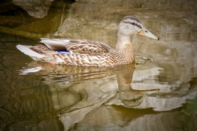 Summer Mallard