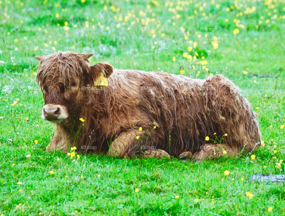 Wet Scottish Cow in a greenfield